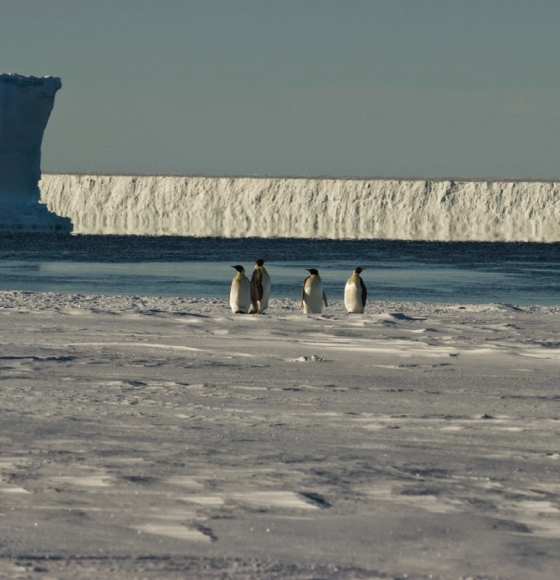 Satellite data over Antarctica predict global climate change