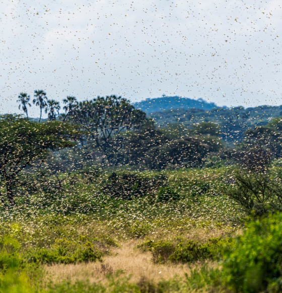Desert Locust Monitoring in East Africa