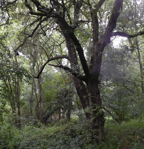 Universiteit Gent ontdekt dat bomen bijna 2 keer meer koolstof bevatten dan gedacht 