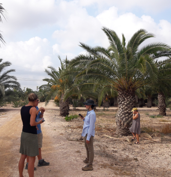 PALMWATCH: Teledetectie schiet palmbomen te hulp