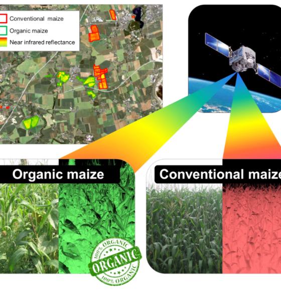 Multispectrale remote sensing ter ondersteuning van certificering van biologische gewassen