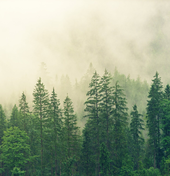 Satellites reveal how forests increase cloud and cool climate