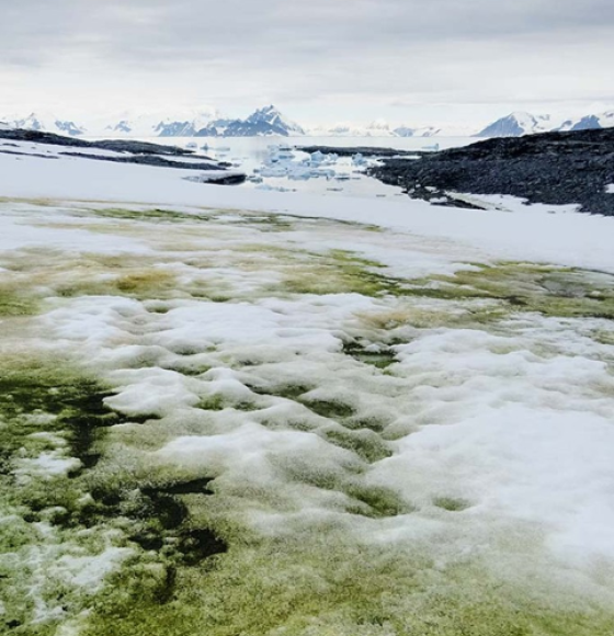 Copernicus Sentinel-2 helps research on algal blooms in Antarctica