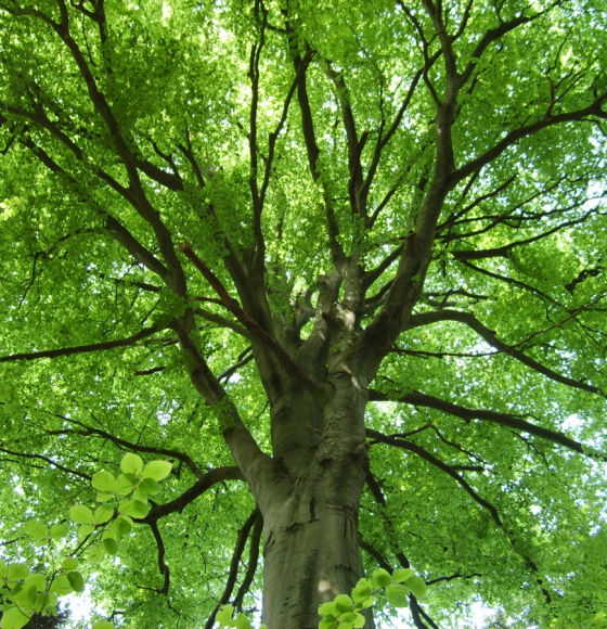 ALBERI: Hoe beïnvloeden bomen de aardatmosfeer bij droogte?
