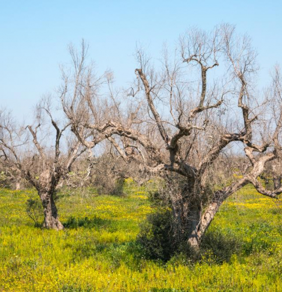 EU satellites reveal how bio-fertiliser can protect the olive groves of southern Italy