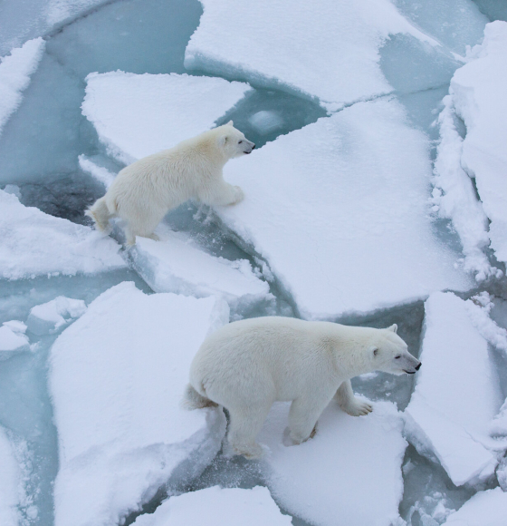 Arctic coastal sea ice thinning twice as fast than thought