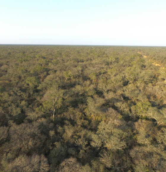 Wereldmilieudag - REFORCHA wil mensen bewust maken van de achteruitgang van bosecosystemen in droge gebieden