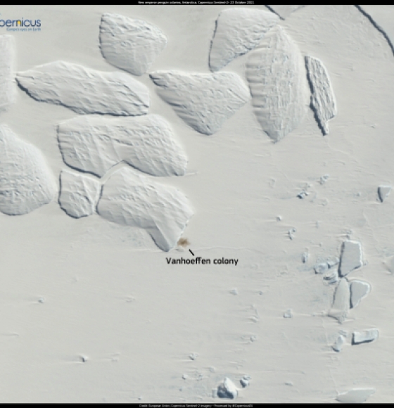 Using Copernicus imagery to locate penguin breeding colonies