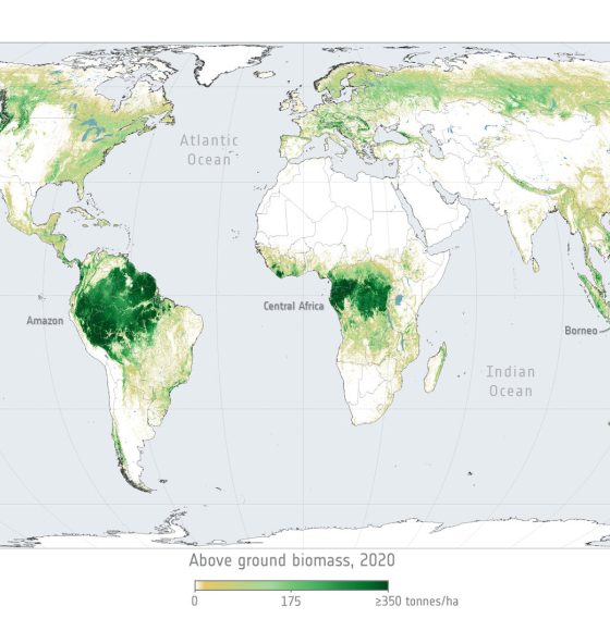 Recovering forests regain a quarter of carbon lost from deforestation