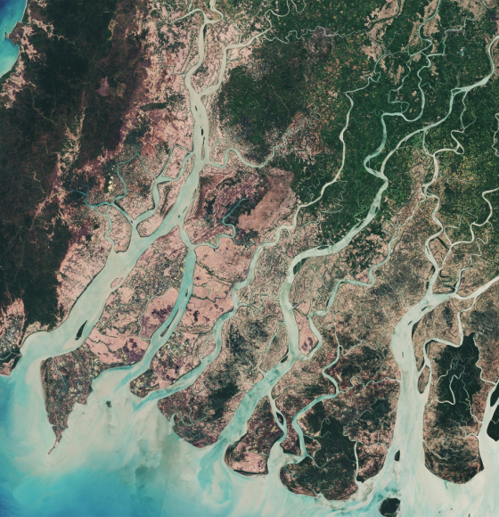 How satellites save mangroves from space