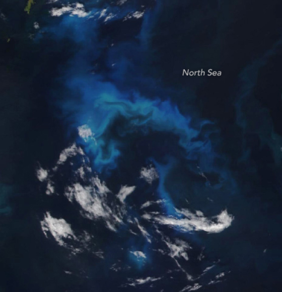 Phytoplankton Flourish in the North Sea