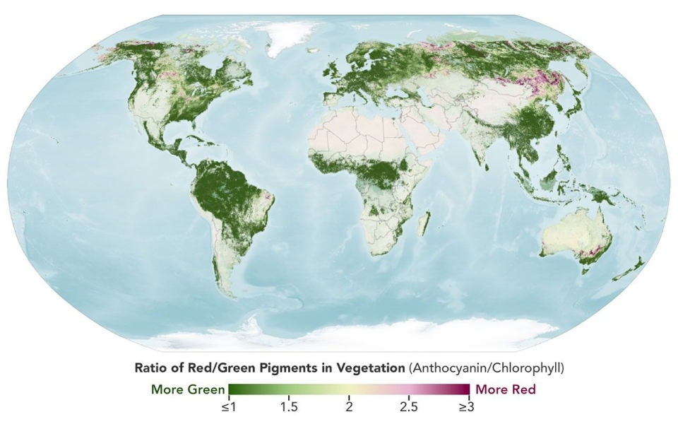 PACE observations show how autumn redness shifted across the Northern Hemisphere between late September and mid-October 2026. Red and yellow areas indicate vegetation with increasingly high levels of red pigment relative to green. Image: NASA Earth Observatory/Lauren Dauphin, using PACE data courtesy of Skye Caplan/NASA Goddard Space Flight Center