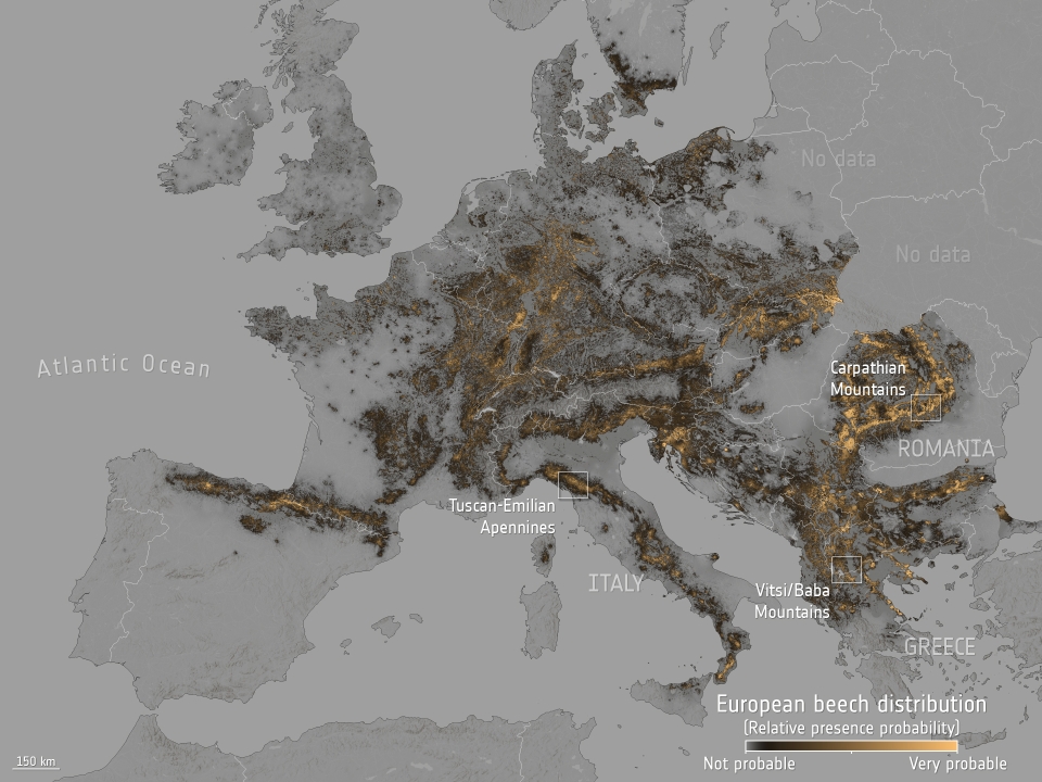 European beech distribution map