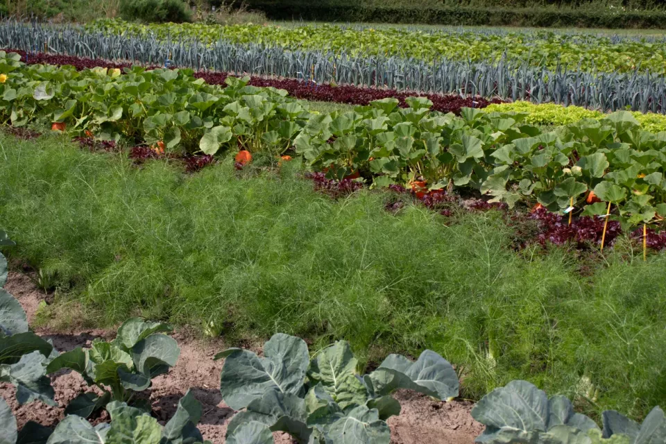 Close-up of the Vitalis field in Voorst with crops growing in strips