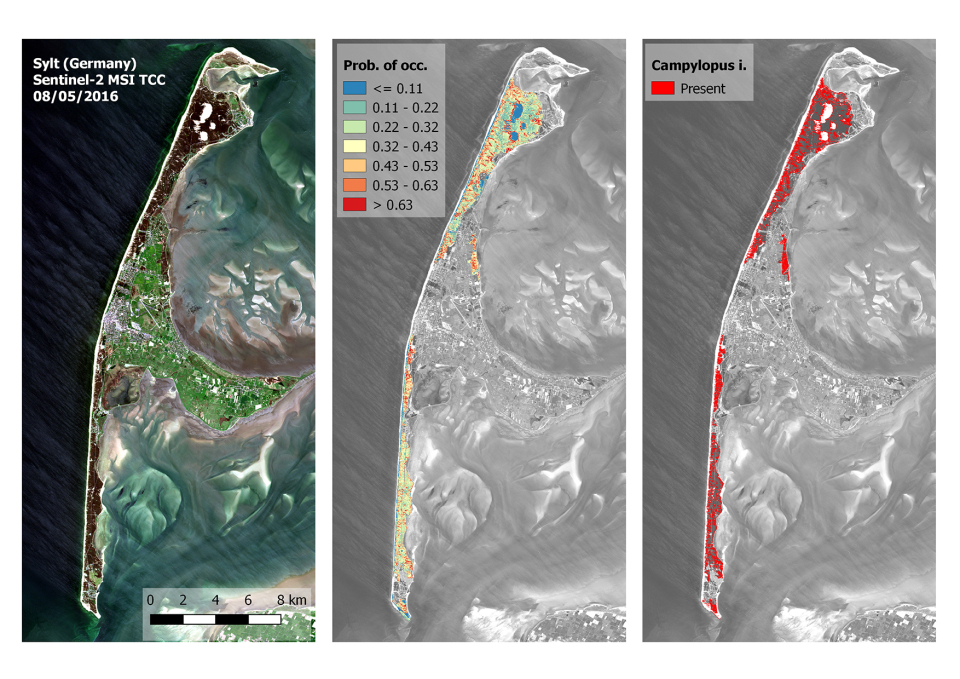 L'un des sites étudiés par le projet est l'île de Sylt, la plus septentrionale des îles allemandes de la mer du Nord. L'illustration ci-dessus montre, à gauche le site vu par Sentinel-2, au centre la carte de probabilité d'occurrence de l'espèce envahissante Campylopus introflexus (une mousse) réalisée sur base de données hyperspectrales et à droite une carte de présence obtenue par relevés de terrain. D'après le modèle développé, C. introflexus a déjà envahi plus d'un quart de la superficie de l'île. Les zones les plus touchées sont les pelouses dunales.